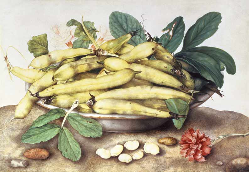 Still Life with Broad Bean Pods (w/c on parchment) a Giovanna Garzoni