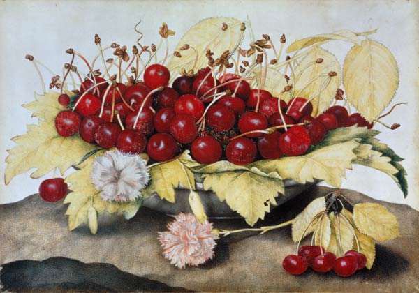 Cherries and Carnations (w/c on parchment) a Giovanna Garzoni
