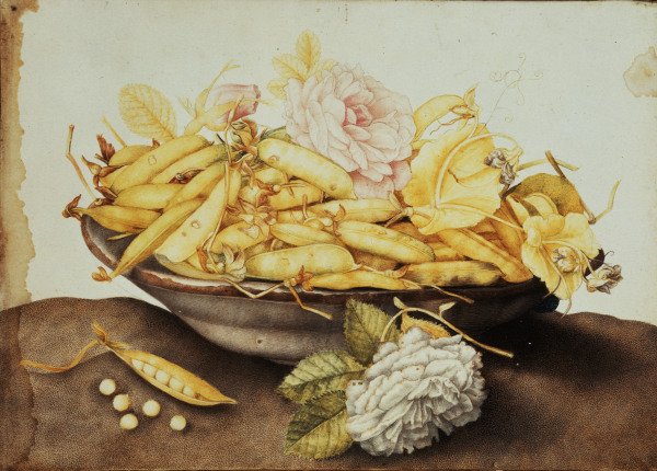 G.Garzoni / Bowl with Pea-Pods / c.1650 a Giovanna Garzoni