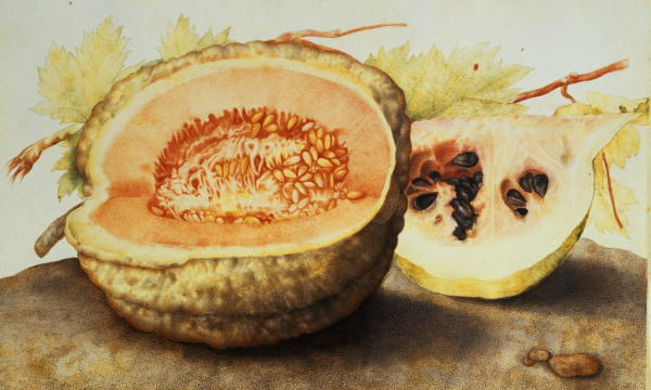 G.Garzoni, Melone und Granatapfel a Giovanna Garzoni