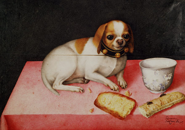 G.Garzoni, little dog w.scraps of bread a Giovanna Garzoni