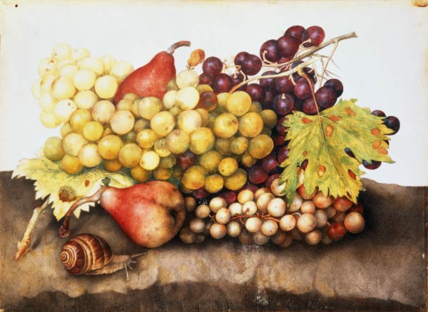 G.Garzoni / Still life with grapes. a Giovanna Garzoni