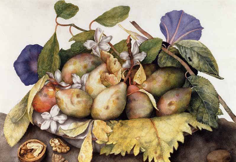 Still life with Plums, Walnuts and Jasmine  on a Giovanna Garzoni