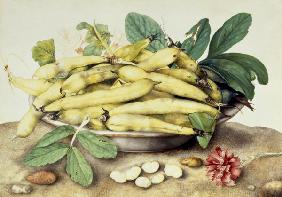 G.Garzoni, Bowl with pods
