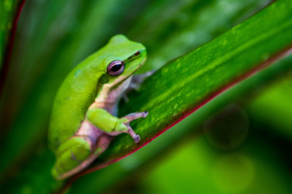Australian Tropical Frog 3 a Giulio Catena