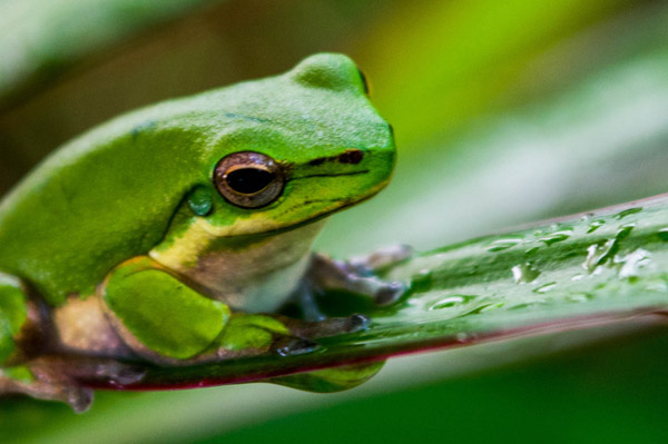 Australian Tropical Frog 1 a Giulio Catena