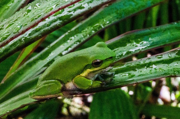 Australian Tropical Frog 4 a Giulio Catena