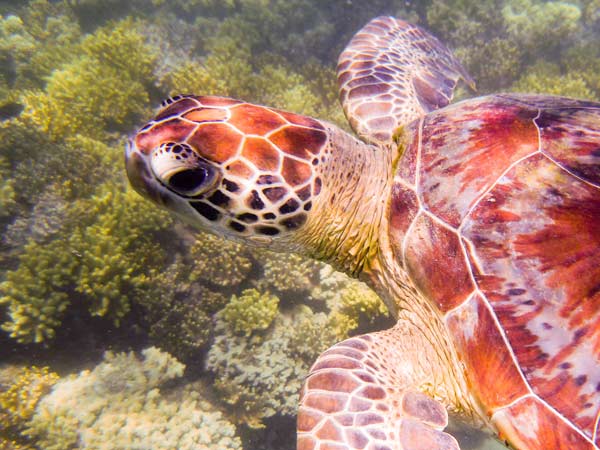 Australian Tropical Reef Turtle 1 a Giulio Catena