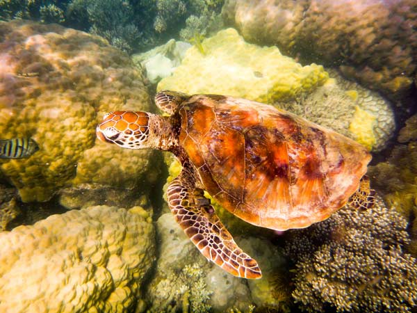 Australian Tropical Reef Turtle 2 a Giulio Catena