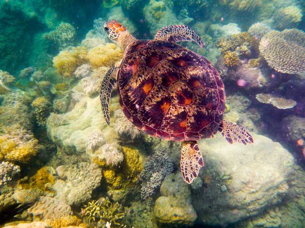 Australian Tropical Reef Turtle 4 a Giulio Catena