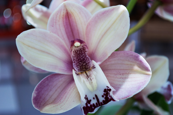 Orchid 15 a Giulio Catena