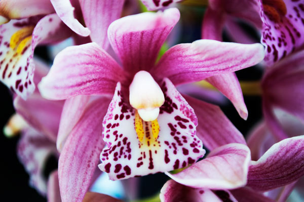 Orchid 16 a Giulio Catena