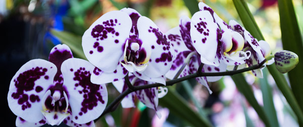 Orchid 8 a Giulio Catena