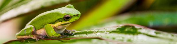 Australian Tropical Frog 2