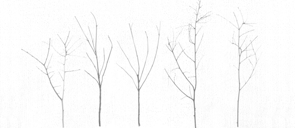 Territori Innevati - cinque alberi giorno a Giulio Cerocchi