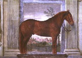 Sala dei Cavalli, detail showing a portrait of a chestnut horse from the stables of Ludovico Gonzaga