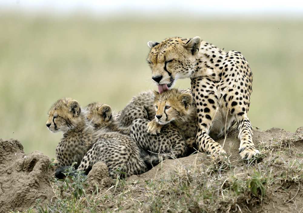 Cheetahs a Giuseppe D 'Amico