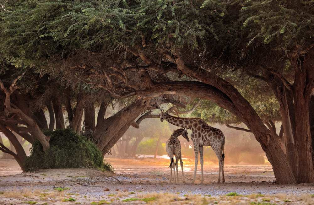 Giraffe - Namibia a Giuseppe D 'Amico