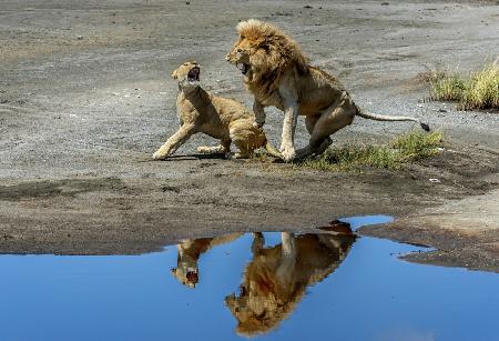 Arguments in the mirror