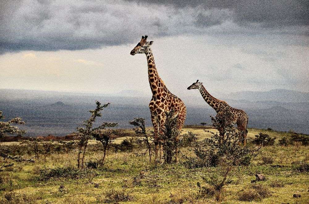 Giraffe a Giuseppe DAmico