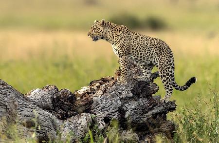 Leopard - Serengeti, Tanzania