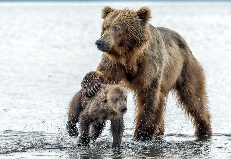 Love and firmness - kamchatka, Russia