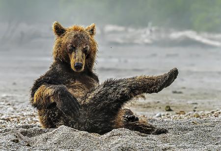 Sexi bear