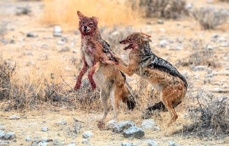 Disputes in the savannah