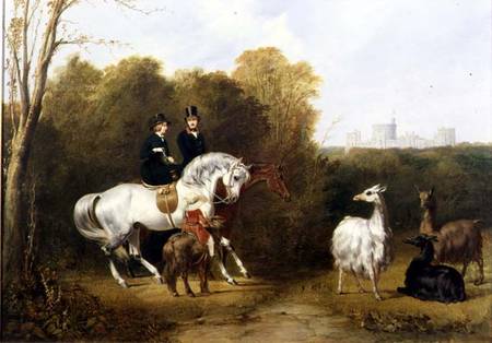 Queen Victoria (1819-1901) and Prince Albert (1819-61) Viewing the Llamas in the House Park, Windsor a Gourlay Steell
