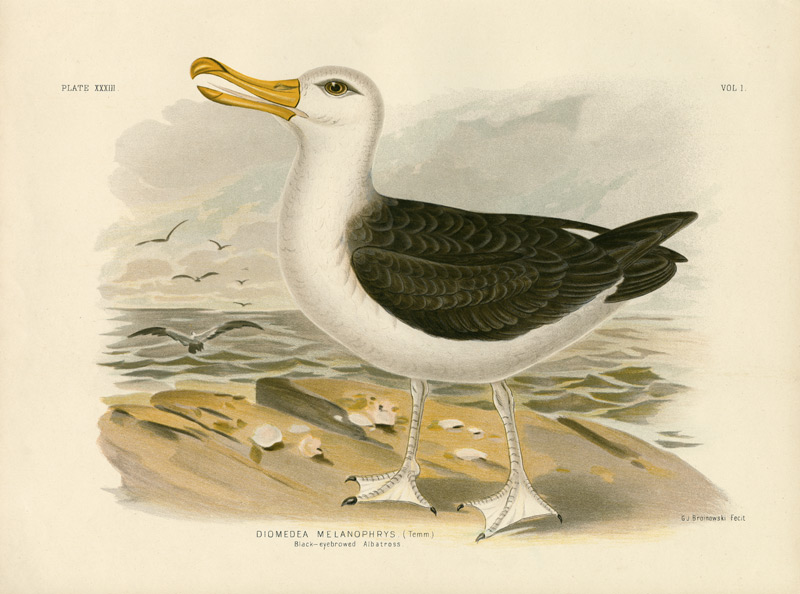 Black-Browed Albatross a Gracius Broinowski