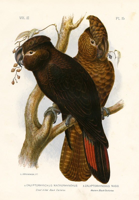 Great-Billed Black Cockatoo a Gracius Broinowski