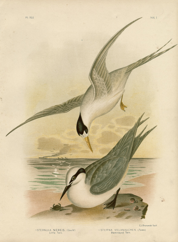 Little Tern a Gracius Broinowski