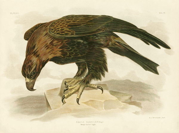 Wedge-Tailed Eagle a Gracius Broinowski
