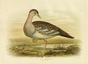 Australian Bustard Or Bush Turkey