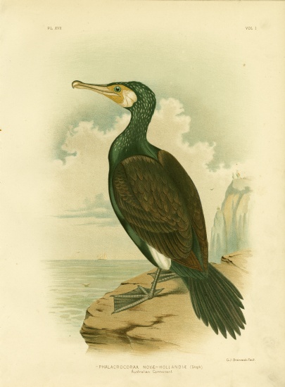 Australian Cormorant a Gracius Broinowski