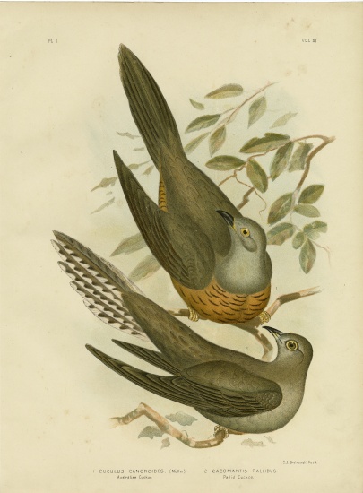 Australian Cuckoo a Gracius Broinowski