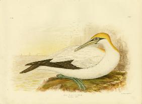 Australian Gannet