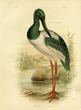 Australian Jabiru Or Black-Necked Stork