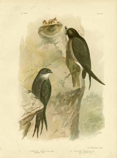 Australian Swift Or Fork-Tailed Swift a Gracius Broinowski