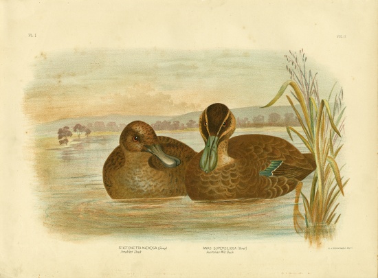 Australian Wild Duck a Gracius Broinowski