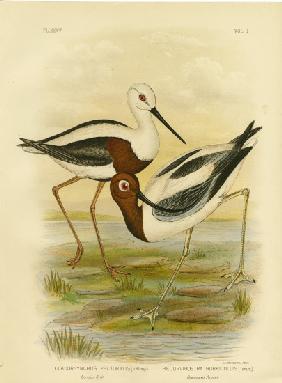 Banded Stilt