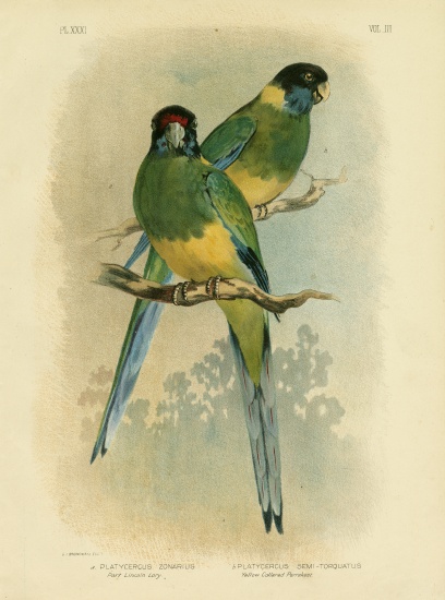 Bauer'S Parakeet Or Port Lincoln Lory a Gracius Broinowski