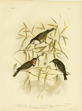 Black Honeyeater