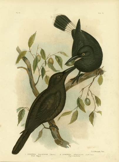 Black Magpie Or Black Currawong a Gracius Broinowski