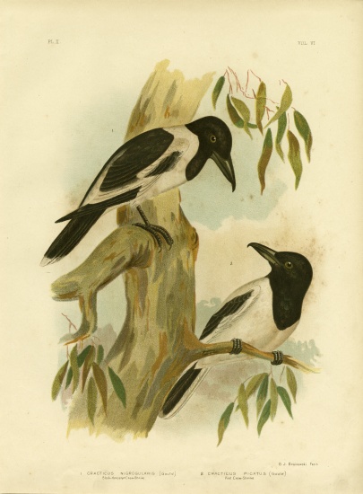 Black-Throated Crow-Shrike a Gracius Broinowski