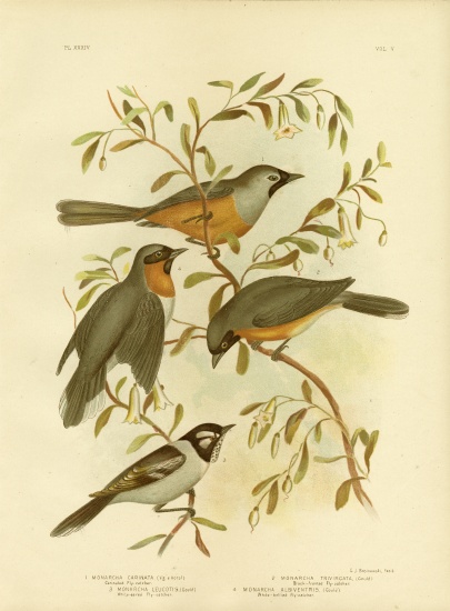 Carinated Flycatcher Or Black-Faced Monarch a Gracius Broinowski
