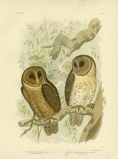 Chestnut-Faced Owl a Gracius Broinowski