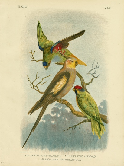 Cockatoo Parakeet Or Cockatiel a Gracius Broinowski