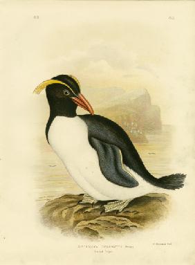Crested Penguin