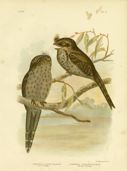 Cuvier'S Podargus Or Tawny Frogmouth a Gracius Broinowski